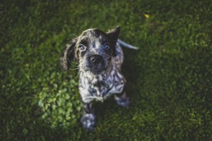 Perfect pups: Dog photography 101 (part one)