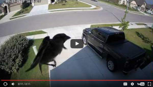 Video: syncing a camera’s frame rate to the wings of a bird