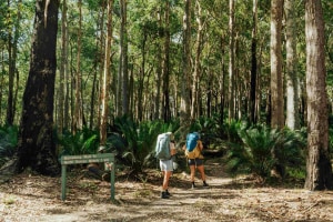 These day walks showcase many of NSW's Great Walks