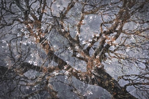 Tales from the Trees of Old brings Tasmania&rsquo;s endangered forests to the Long Gallery