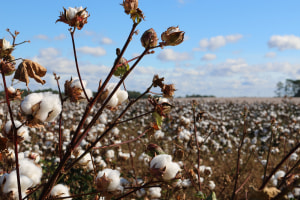 Australian cotton crop to fall short of record yield