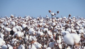 Australian cotton set to soar