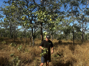 Creative Native backs Indigenous Kakadu Plum harvest