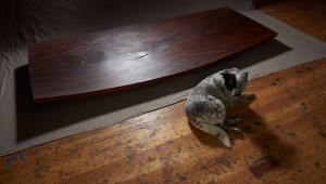 What is a tree worth? &ndash; Melbourne exhibition opens April 27