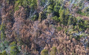Tree Death During Climate Extremes