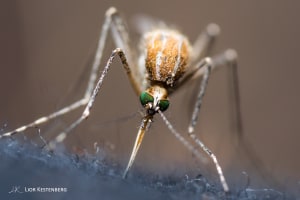 How I spent a day getting bitten by hundreds of mosquitoes to get the perfect shot