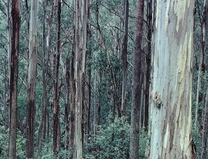 Understanding wood science: Gottstein Trust course