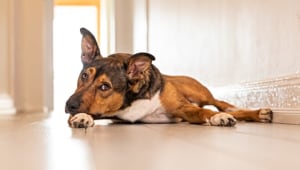 New photography book profiles the animals of Sydney's Dogs and Cats Home