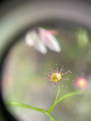 How to... photograph flowers