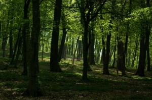 APP lays down the saw