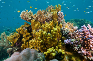 What does Tiffany & Co. have to do with the Great Barrier Reef?