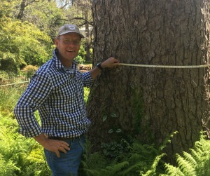 Grow your own red cedar