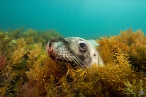 Underwater Tour photo comp celebrates underwater world