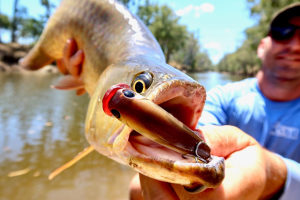 Atomic Semi Hardz Pop