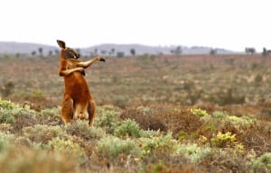 The best entries from the 2017 Comedy Wildlife Photography Awards (so far)