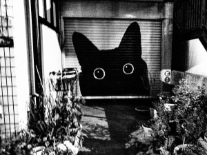 Paper moon: Images of Japan by Tony Maniaty opens in Sydney