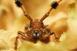Lost hiker survived for nine days eating insects