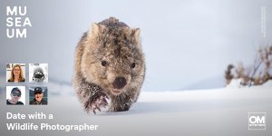 'Date' a wildlife photographer at Sydney's Maritime Museum this week