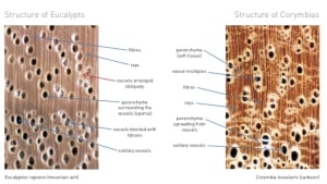 Identifying Eucalypts 