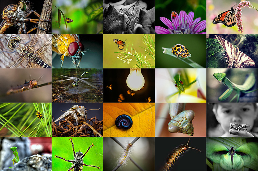 Insects Photo Comp: Winner and Shortlist Announced