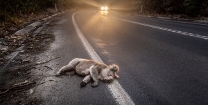 Australian photographer recognised in 2026 Environmental Photography Award