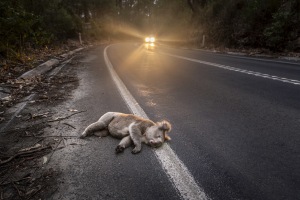 Australian photographer recognised in 2026 Environmental Photography Award
