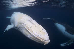 Byron Bay photographer wins at prestigious international photo comp