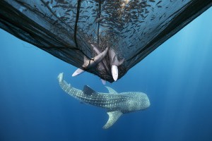 Ocean Photographer of the Year exhibition set to open in Sydney
