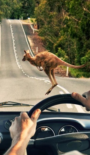 Roo rort