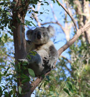 Tiffany & Co. unveils $24,800 brooch that helps to protect koalas 