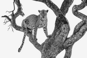 Travel guide: Making the most of Africa