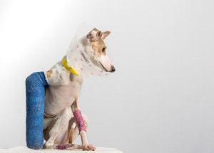 Shortlist for $35,000 William and Winifred Bowness Photography Prize announced