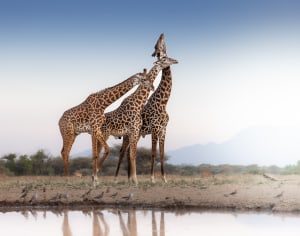 Australian photographer among winners in global wildlife book celebrating giraffes