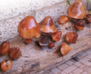 Gulf timbers: tough but irrestible