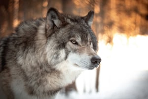 Audio of arguing actors used to scare off wolves!