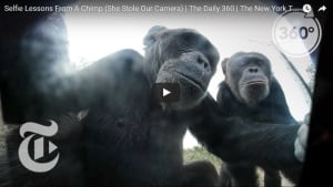 Video: Selfie lessons from a chimp