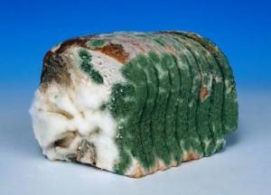 Plastic puts bread mould on hold