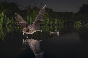 The winning images from the global BigPicture Photography Competition