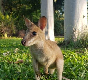 National Eucalypt Day keeps its distance