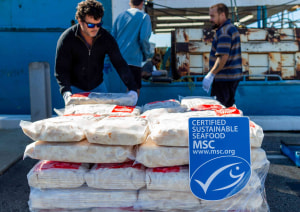 WA scallop industry due for a Sea Change