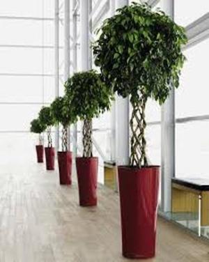 Plants improve productivity by 15 per cent