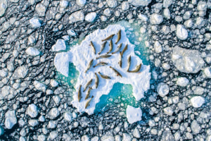 Drone image wins Nature TTL Photographer of the Year competition