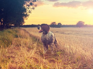 Perfect pups: Dog photography 101 (part two)