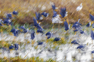 August 'Blue' Photo Comp: Shortlist Announced