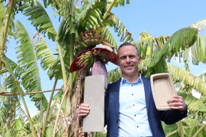 From plantation waste to packaging pulp