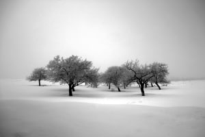 The Passion of Trees is a photo series 16 years in the making