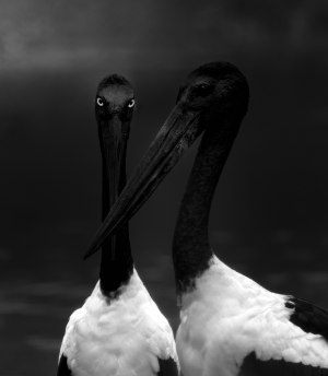 AP's free monthly photo comp July 2025 'Eyes' - The winners!