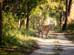 Explore untamed India with RAPSafaris