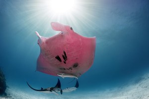 Gold Coast photographer captures rare pink Manta Ray