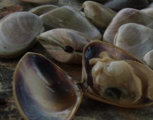 Project to probe packaging for pipis